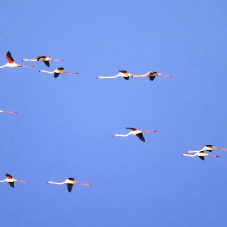 Camini فيلة