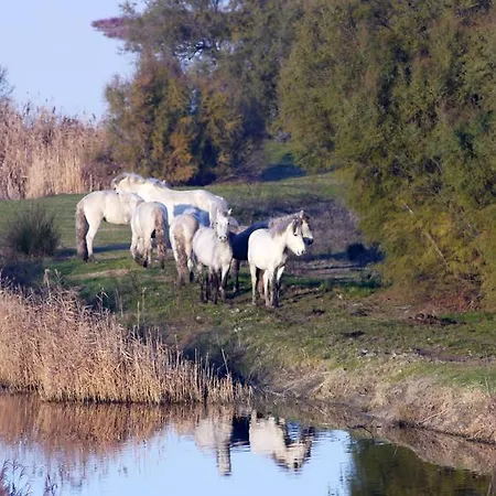 Camini
