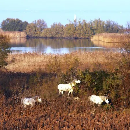 Camini Llido Degli Estensi
